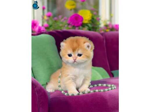 Show kalite british shorthair golden yavrular 
