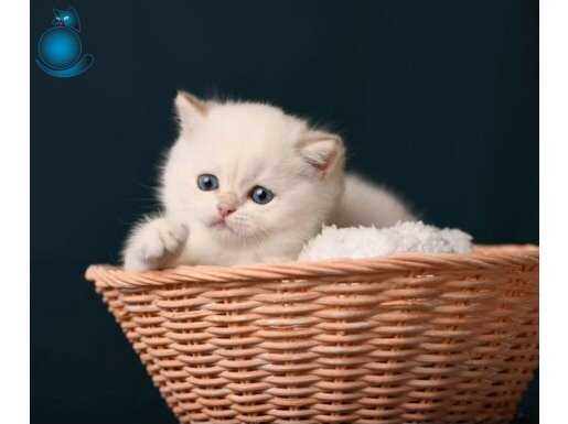 British shorthair golden point