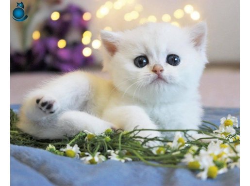 Show kalite british shorthair silver ns12
