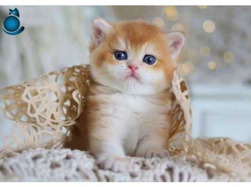 Orijinal Irk Garantili British Shorthair Golden Bebekler 