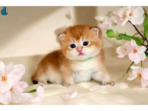 British Shorthair Golden ny12, by12 Yavrular 