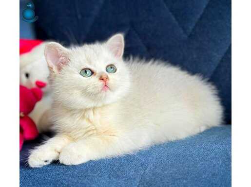 British shorthair ve longhair silver yavrular