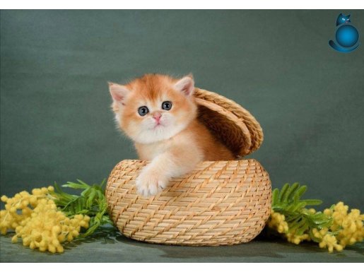 Show kalite British Shorthair Golden Bebekler 