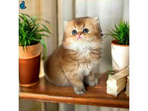 British longhair ve shorthair golden, golden point