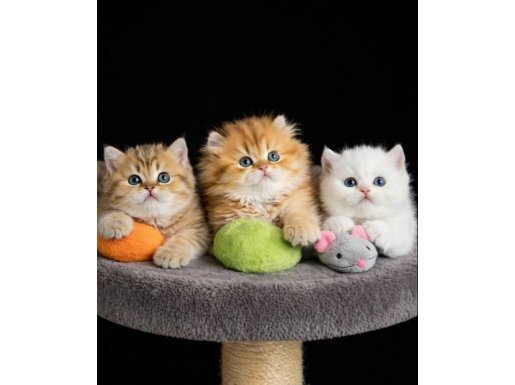 Lisanslı Üretim Evinden British golden yavrular 