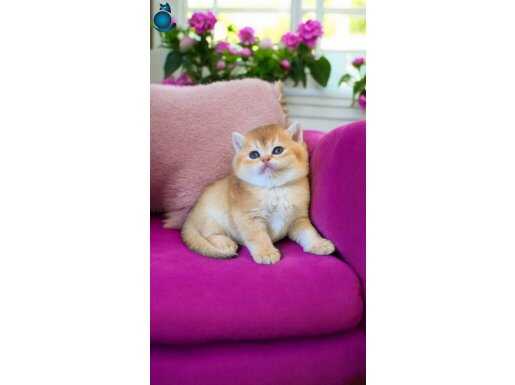 Show kalite british shorthair ve longhair golden