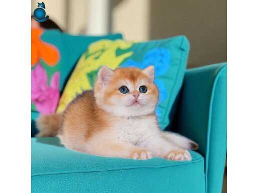 Orijinal Irk Garantili British Shorthair Golden