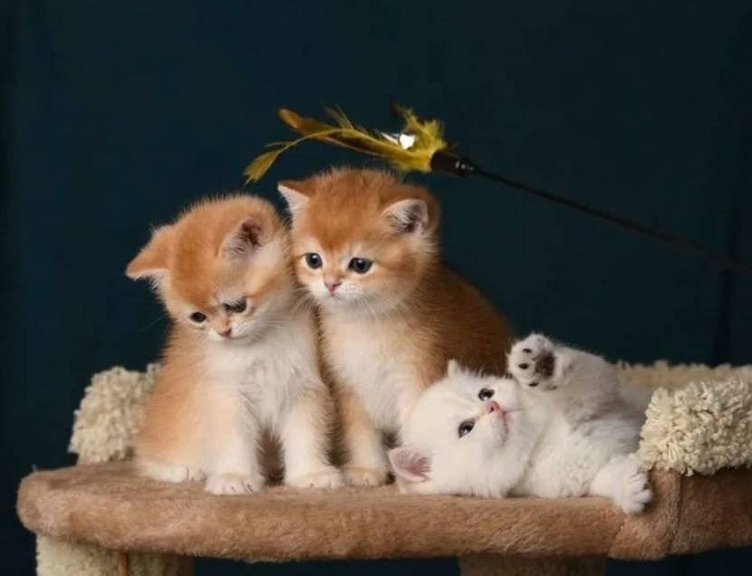 British Shorthair Golden Yavrular 