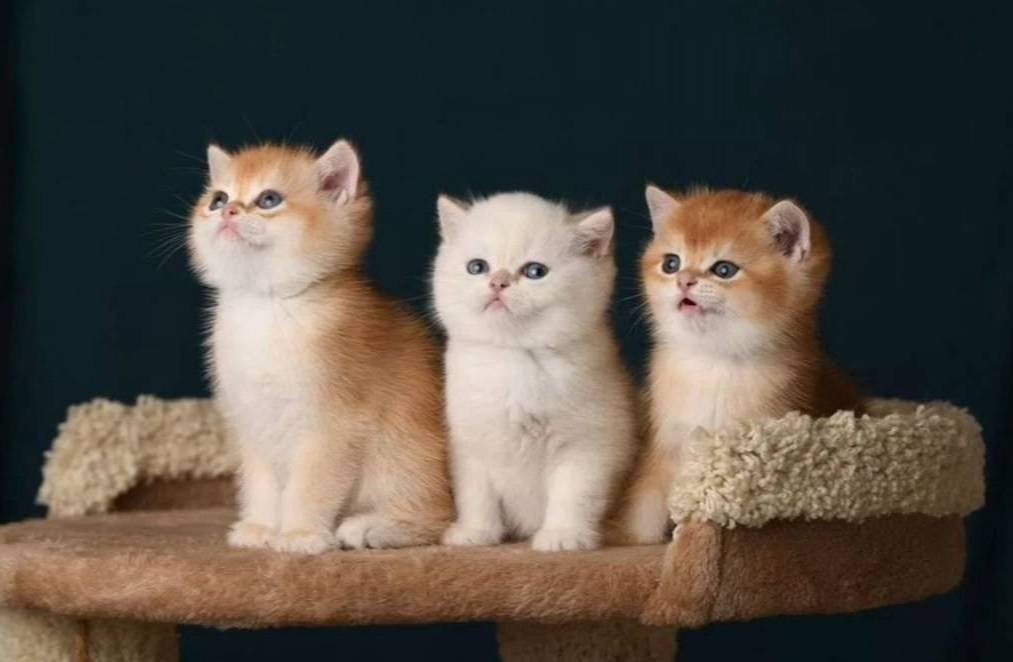 British Shorthair Golden Yavrular 