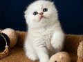 Scottish Fold Silver 