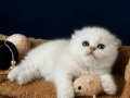 Scottish Fold Silver 