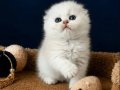 Scottish Fold Silver 