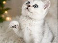 British Shorthair Silver 
