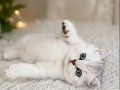 British Shorthair Silver 