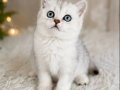 British Shorthair Silver 