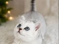 British Shorthair Silver 