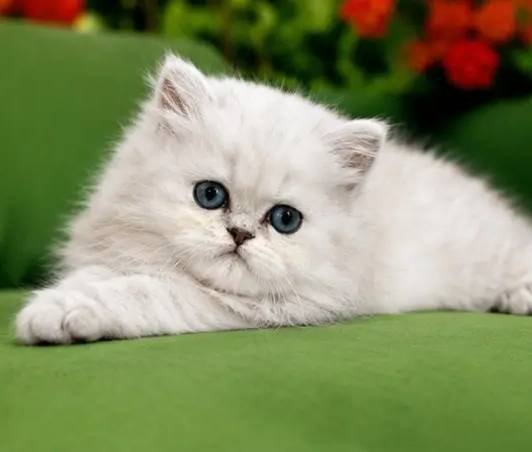 British longhair Silver bebek