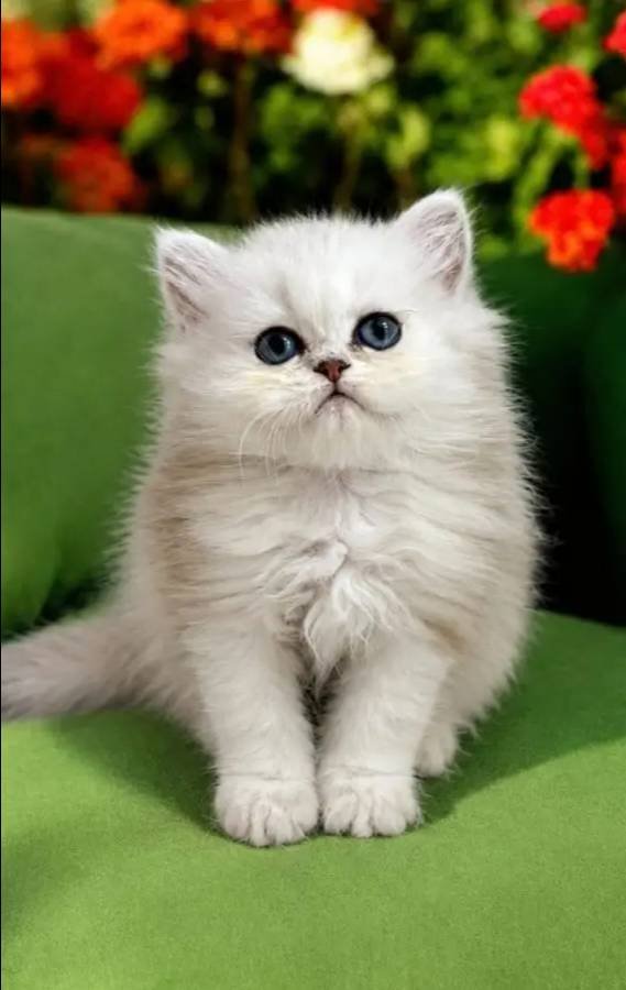 British longhair Silver bebek