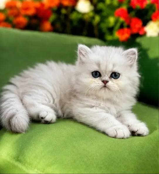 British longhair Silver bebek