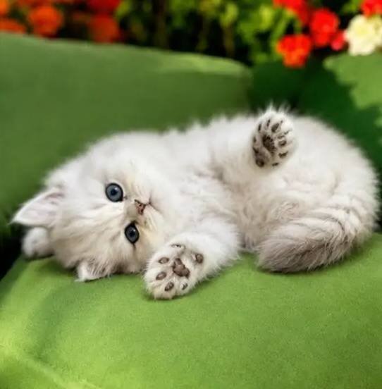British longhair Silver bebek