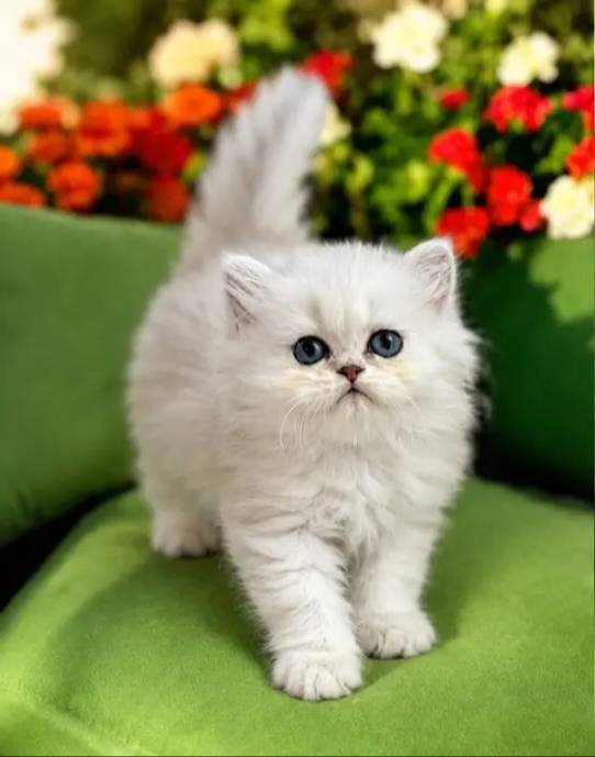 British longhair Silver bebek