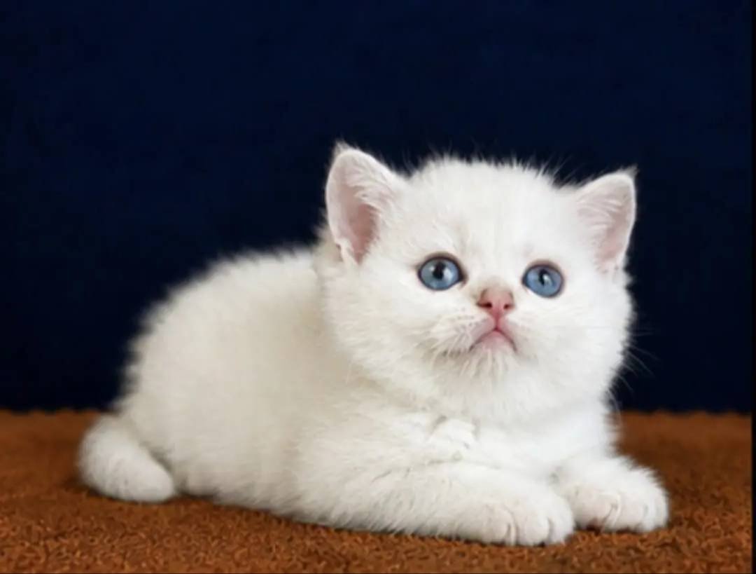 British Shorthair Golden Point 