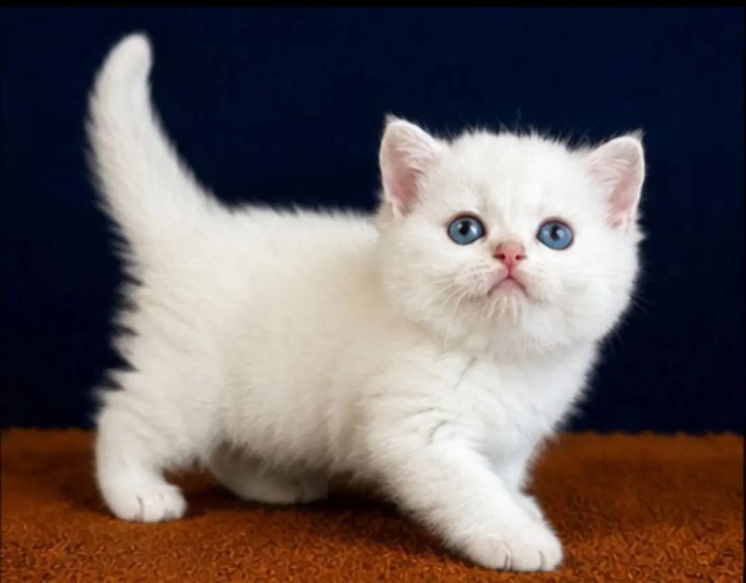 British Shorthair Golden Point 