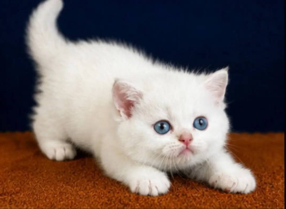 British Shorthair Golden Point 