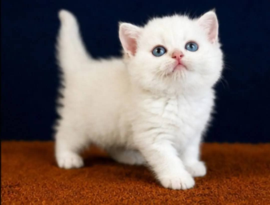 British Shorthair Golden Point 