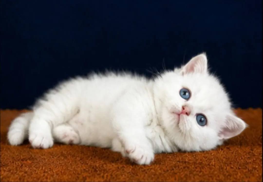 British Shorthair Golden Point 