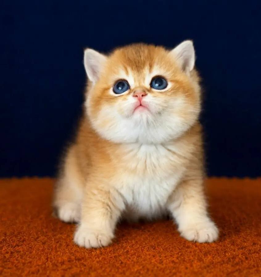 British Shorthair Golden ve Golden Point Bebekler 