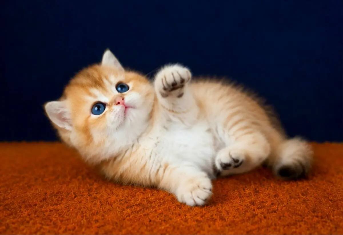 British Shorthair Golden ve Golden Point Bebekler 