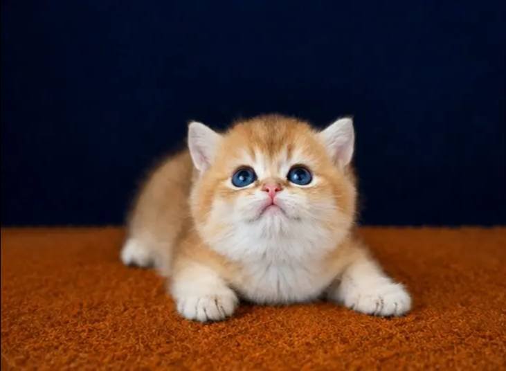 British Shorthair Golden ve Golden Point Bebekler 