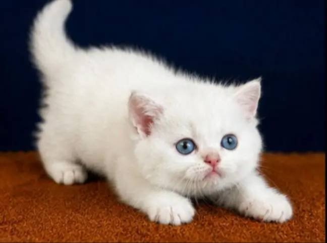 British Shorthair Golden ve Golden Point Bebekler 