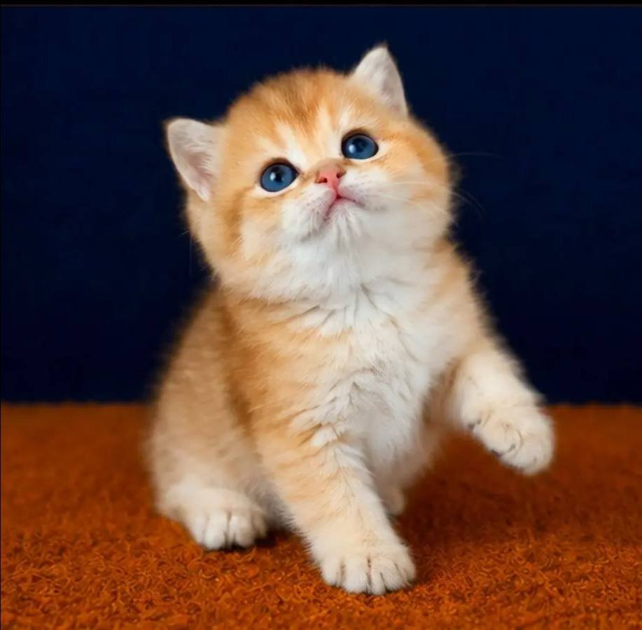British Shorthair Golden ve Golden Point Bebekler 