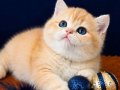 British Shorthair Golden ve Longhair yavrular 