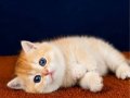 British Shorthair Golden ve Longhair yavrular 