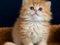 British Shorthair Golden ve Longhair yavrular 