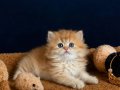 British Shorthair Golden ve Longhair yavrular 