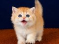 British Shorthair Golden ve Longhair yavrular 