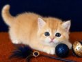 British Shorthair Golden ve Longhair yavrular 
