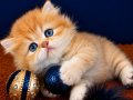 British Shorthair Golden ve Longhair yavrular 