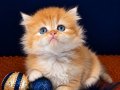 British Shorthair Golden ve Longhair yavrular 