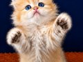 British Shorthair Golden ve Longhair yavrular 