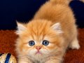 British Shorthair Golden ve Longhair yavrular 