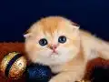 Scottish fold golden bebek