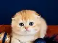 Scottish fold golden bebek