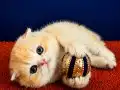 Scottish fold golden bebek