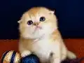 Scottish fold golden bebek