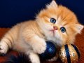British longhair golden bebek